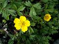 Woolly-Fruit Cinquefoil